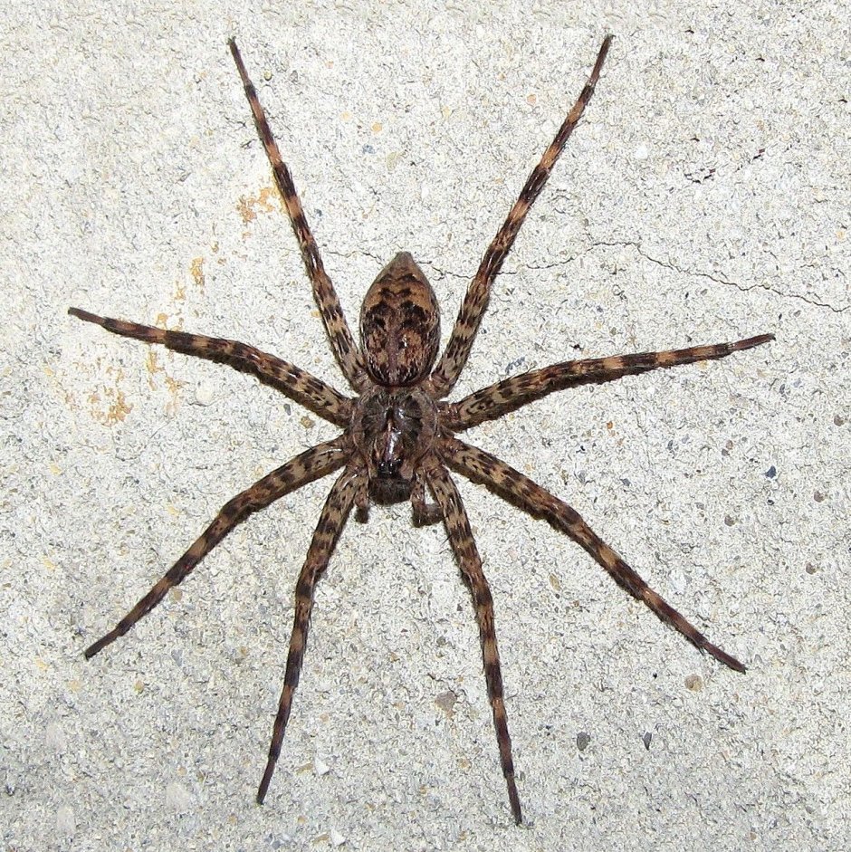 Dolomedes tenebrosus (Dark Fishing Spider