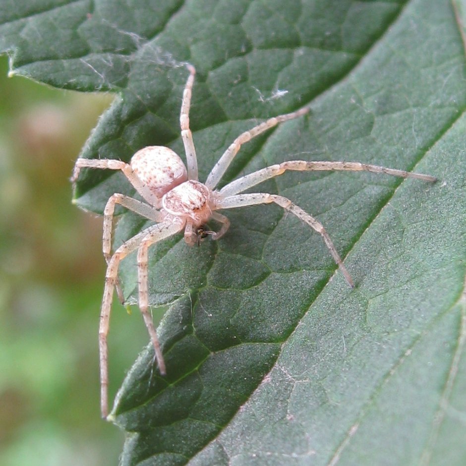 Philodromus fuscomarginatus