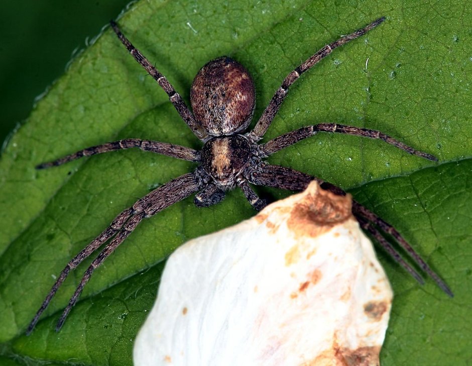 Philodromus Aureolus