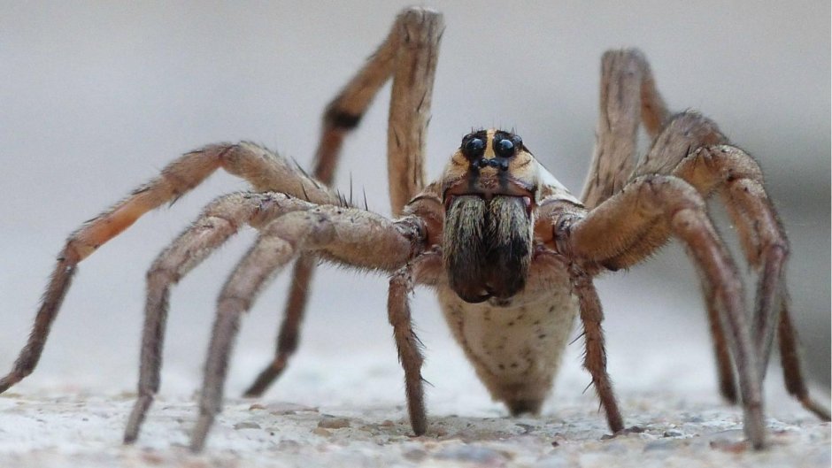Паук Anapistula Ataecina