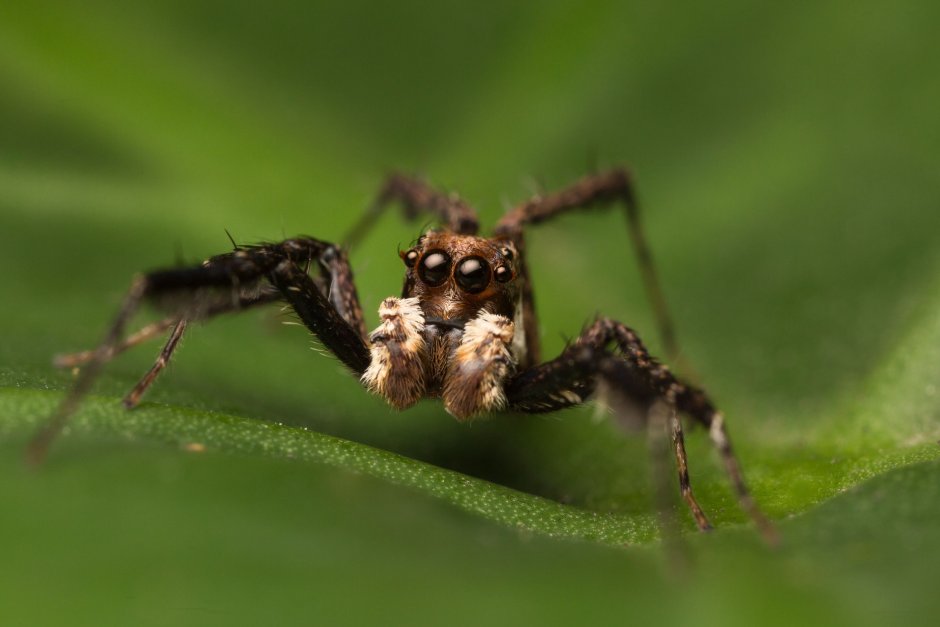Portia Salticidae
