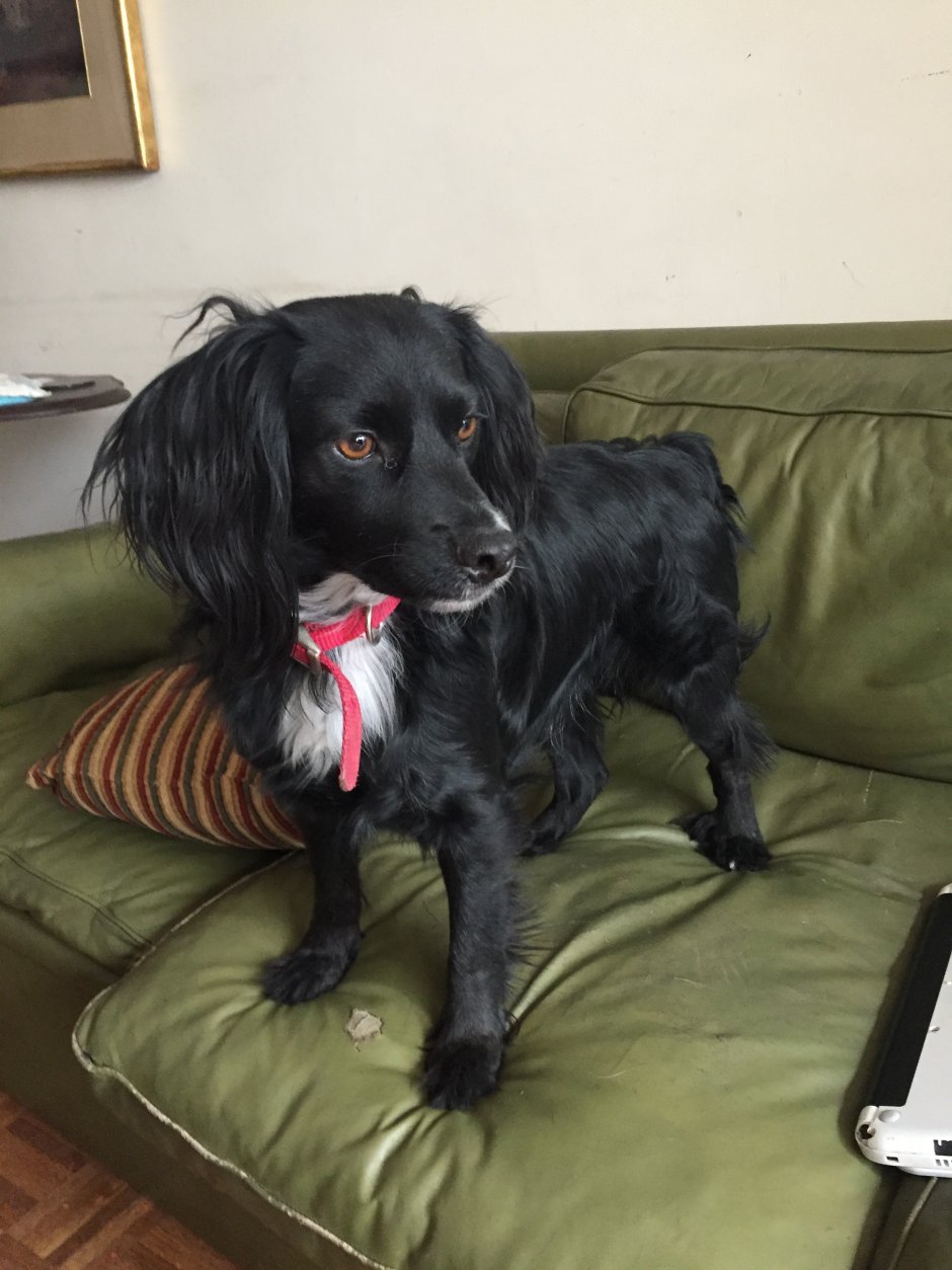Dutch Tulip Dog