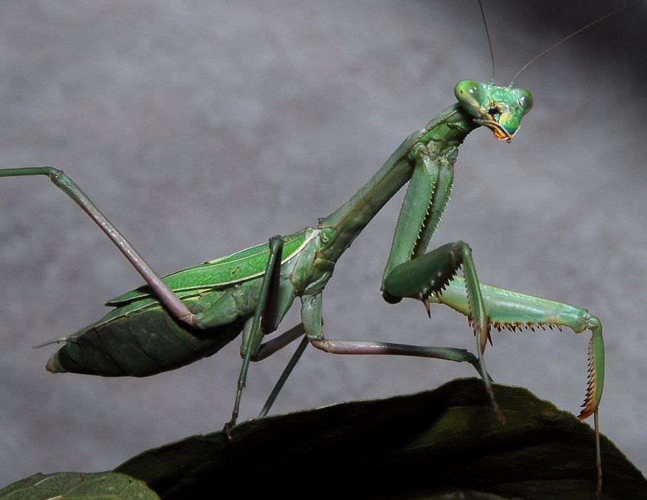 Богомол Mantis