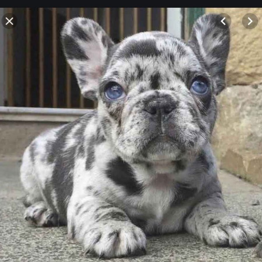 Французский бульдог Иды Галич