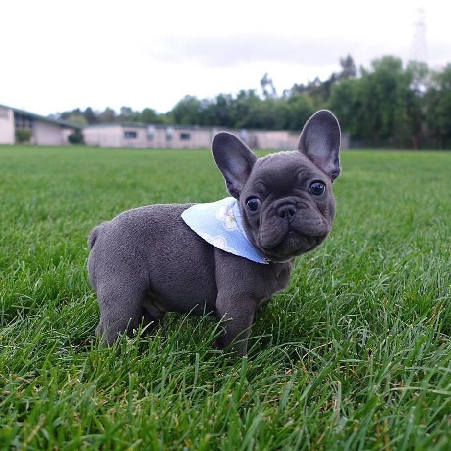 Французский бульдог Лилак