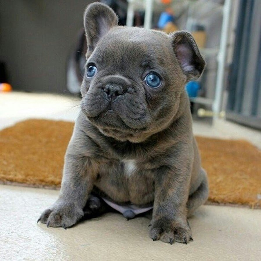 Французский бульдог голубой Мерле