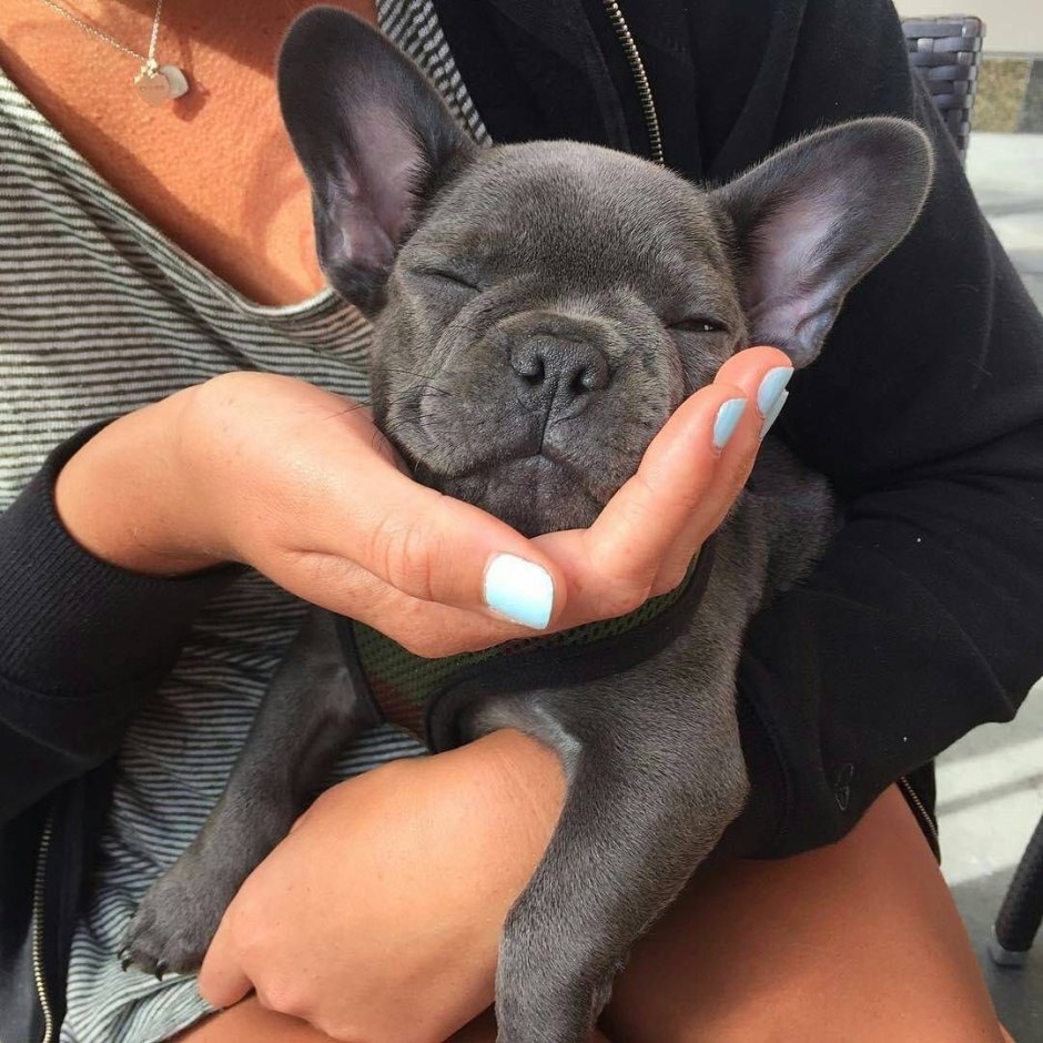 Французский бульдог мини серый