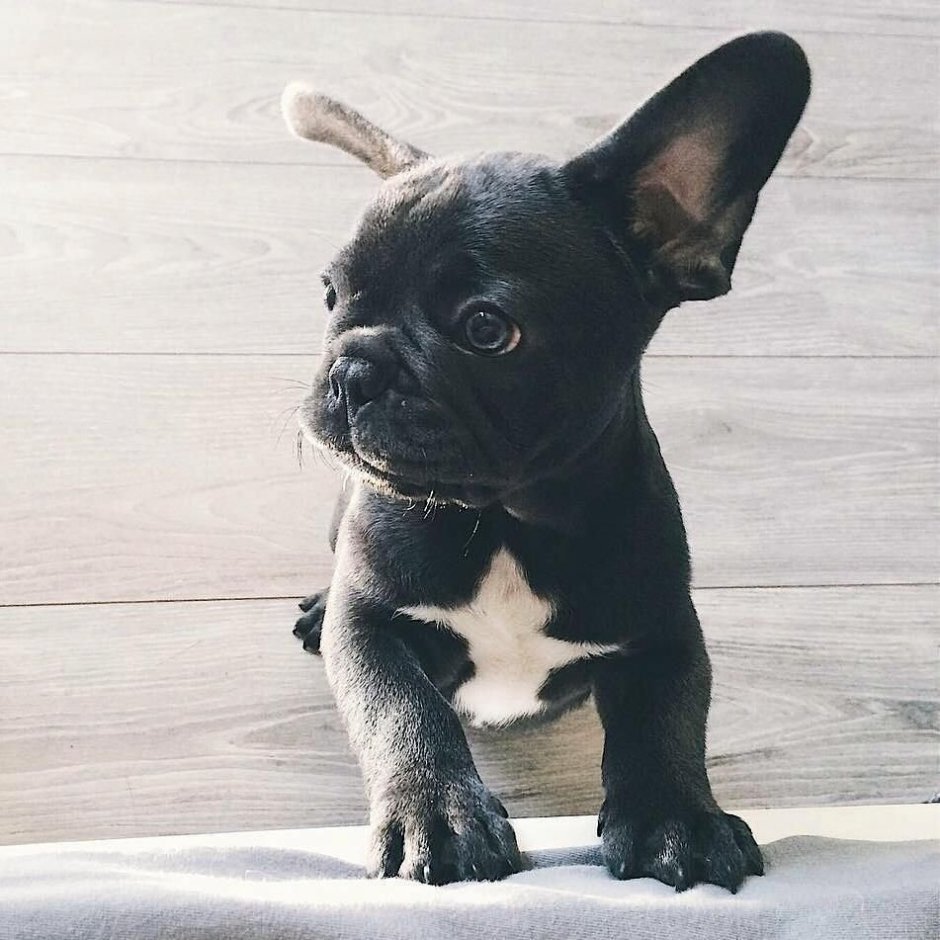 Французский бульдог графит