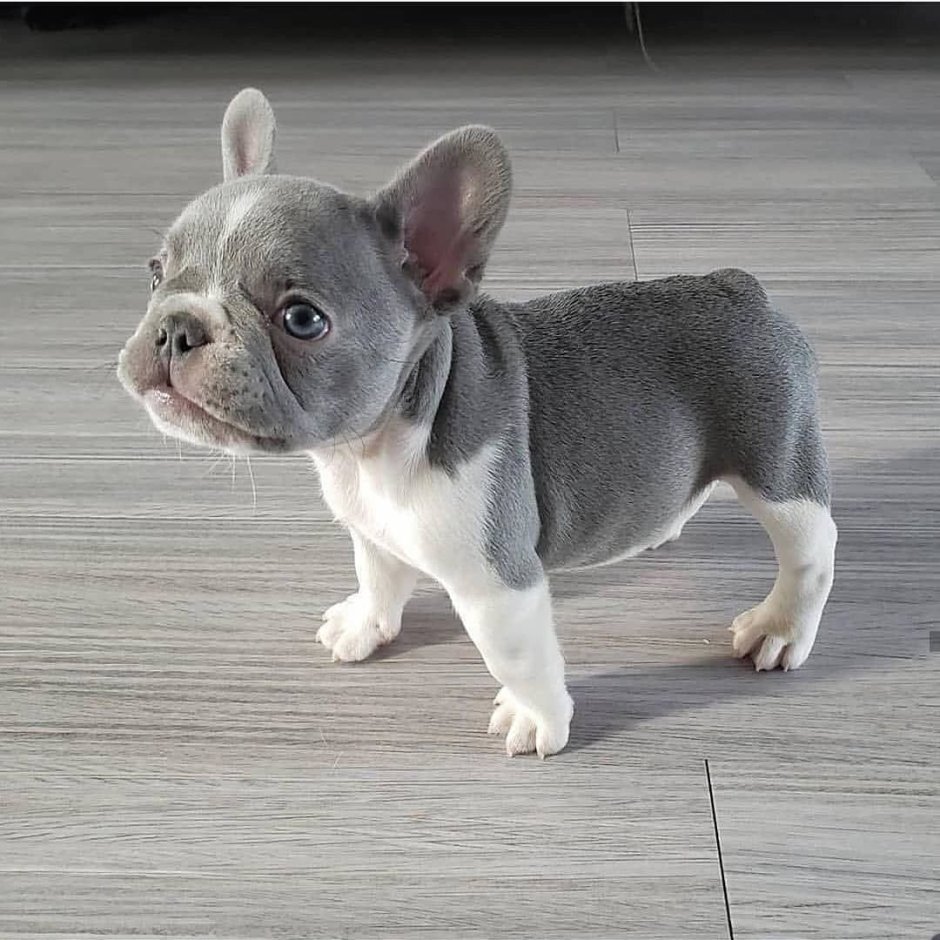 Французский бульдог щенок серый