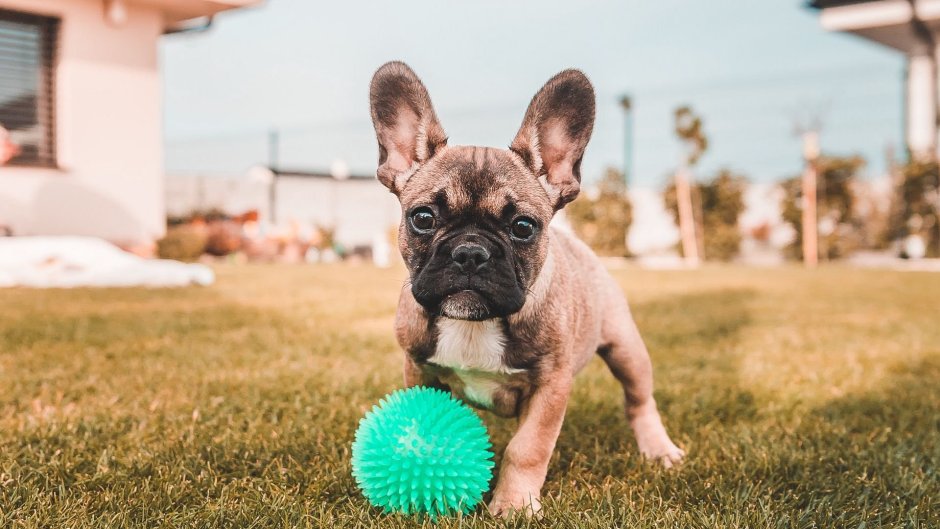 Французский бульдог голубого окраса