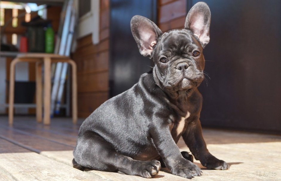 Карликовый французский бульдог