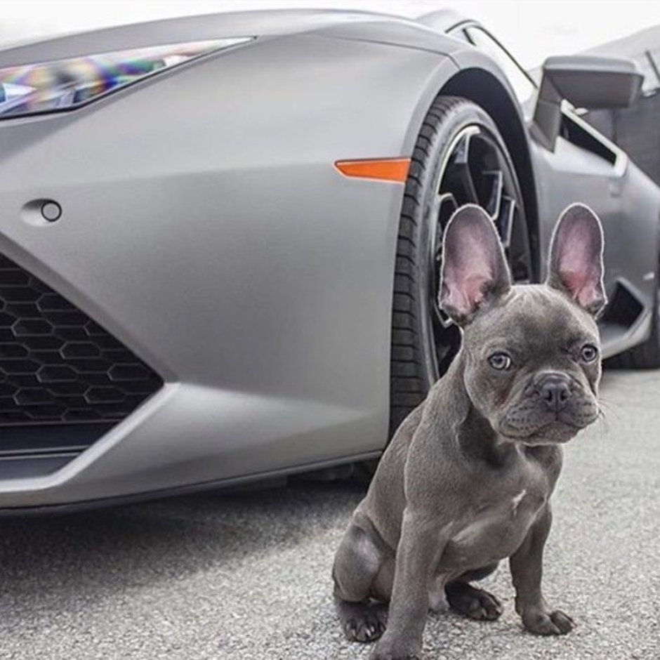 Французский бульдог лает