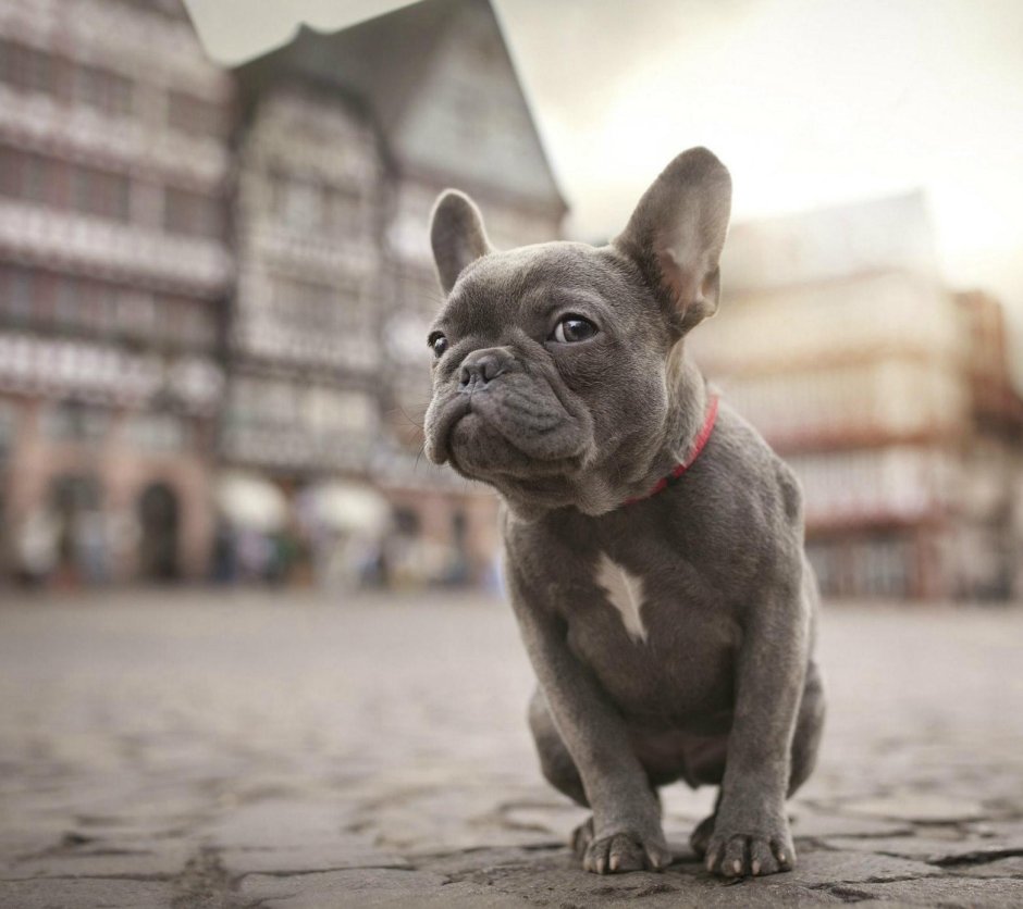 Французский бульдог некупированный