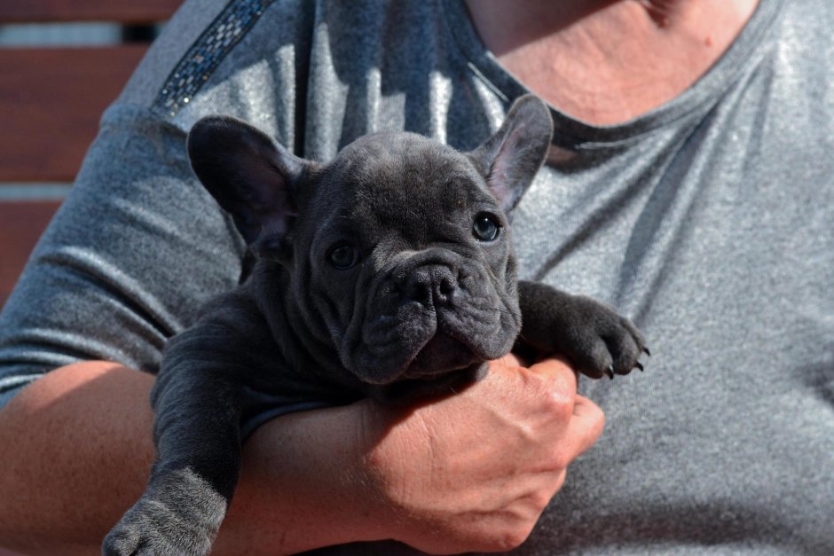 Французский бульдог щенки бульдог новорождённые