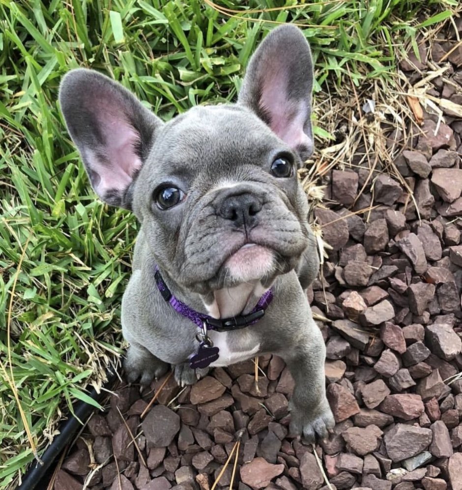 Бульдог Фрэнки