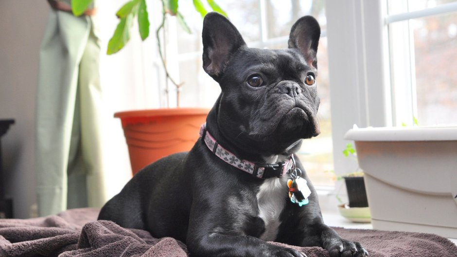 Голубой французский бульдог