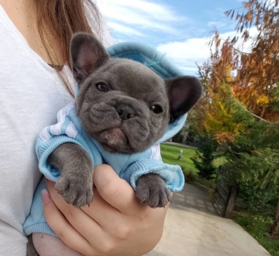 Французский бульдог щенок