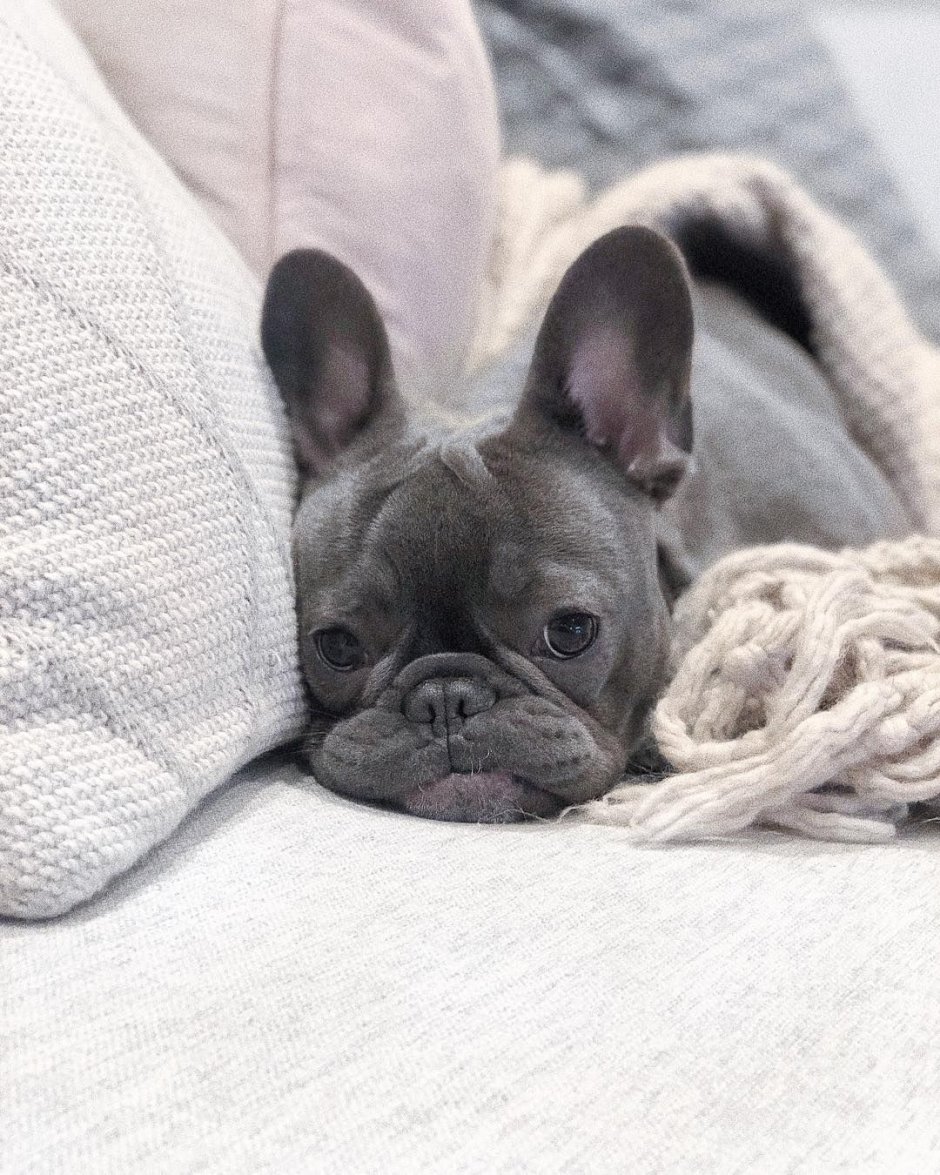 Карликовый французский бульдог