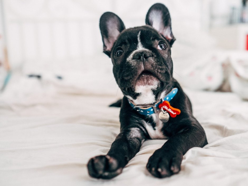 Французский бульдог стандарт FCI