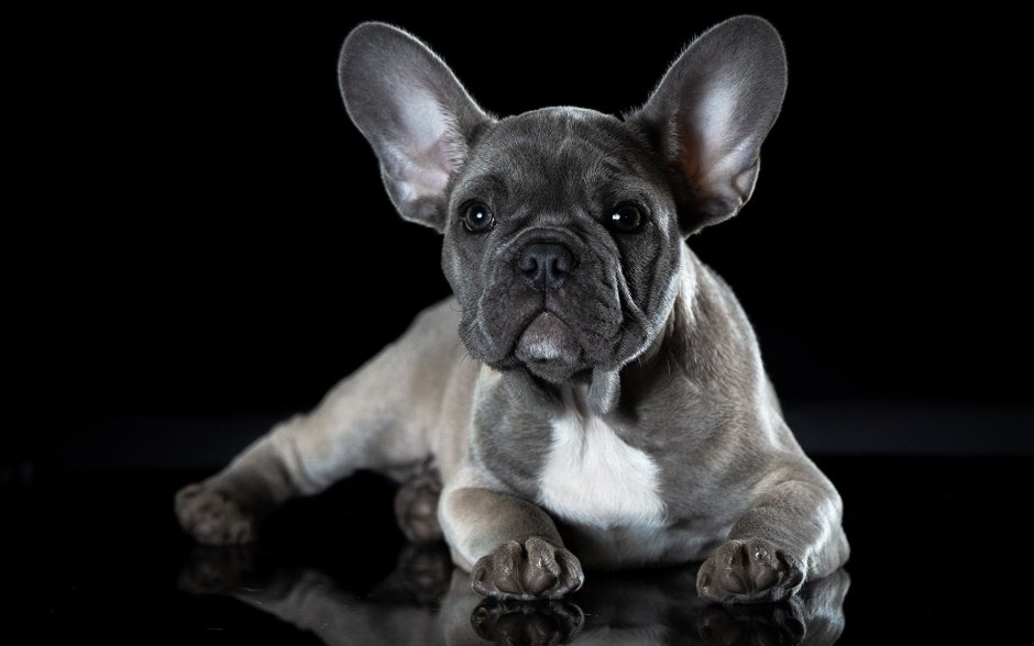 Французский бульдог Мерлен