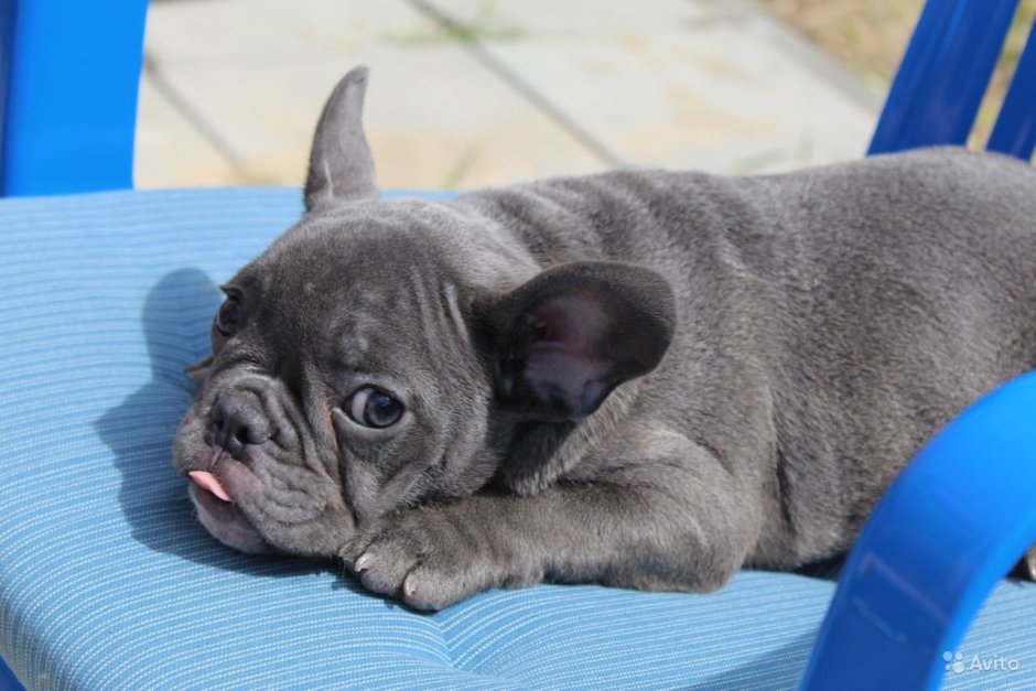 Валяные собаки французский бульдог