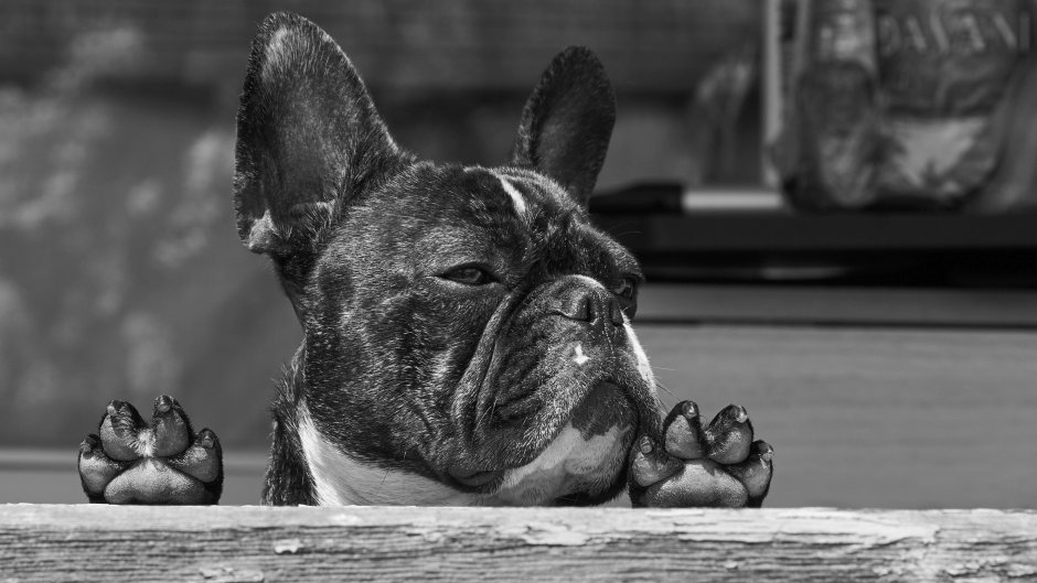 Карликовый бульдог