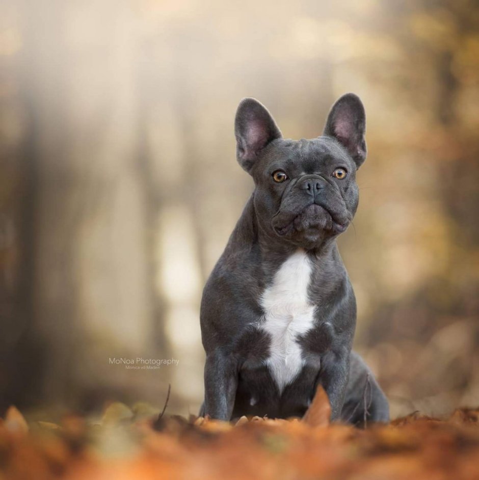 Голубой французский бульдог фото
