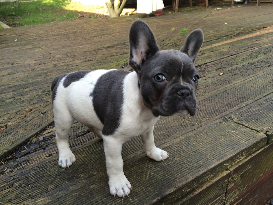 Голубой французский бульдог