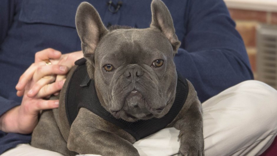 Французский бульдог голубого окраса