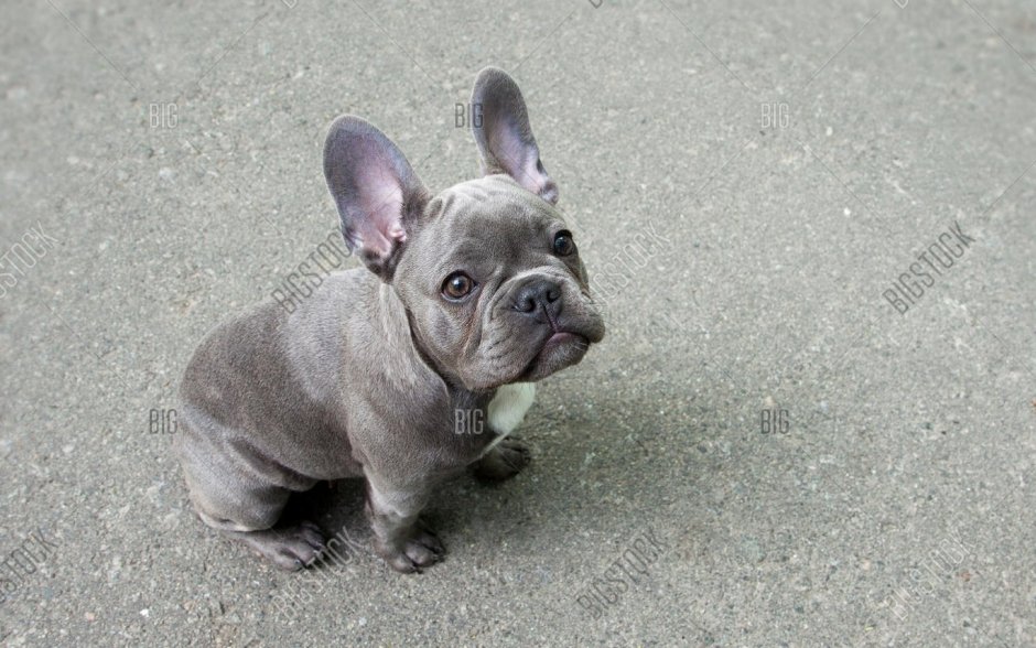 Французский бульдог серый 2 месяца
