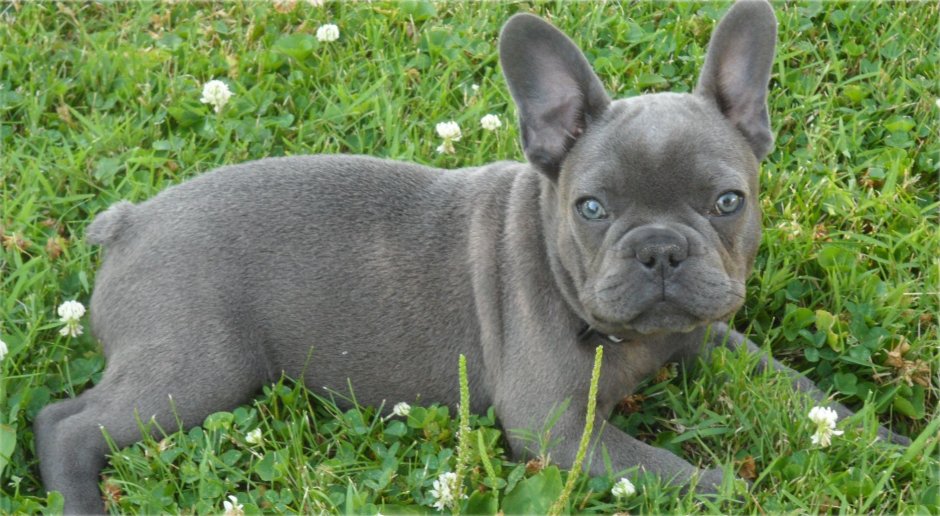 Французский бульдог серо белый