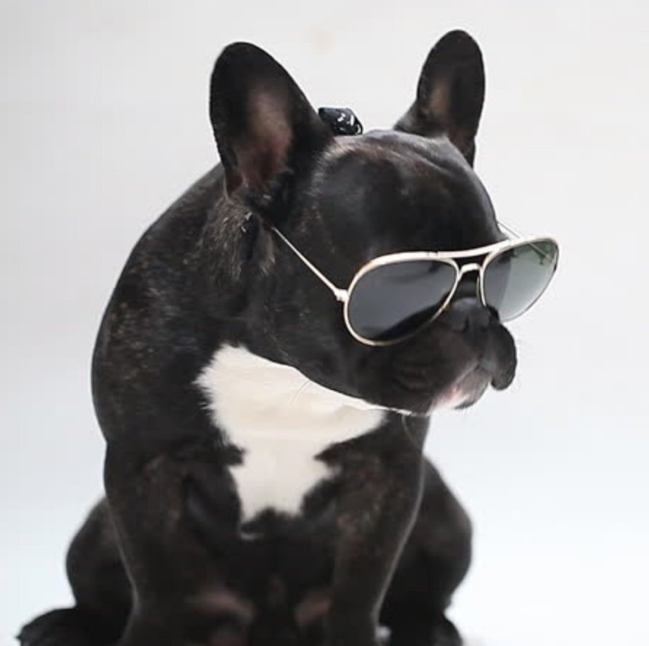 Ричи французский бульдог