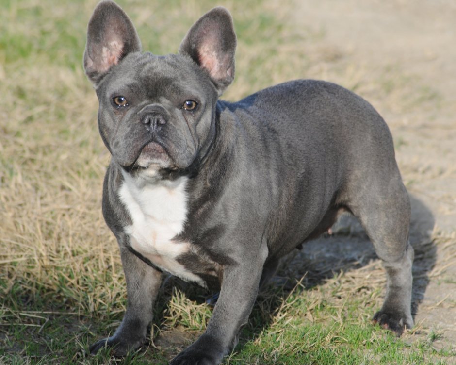 Голубой Лилак французский бульдог