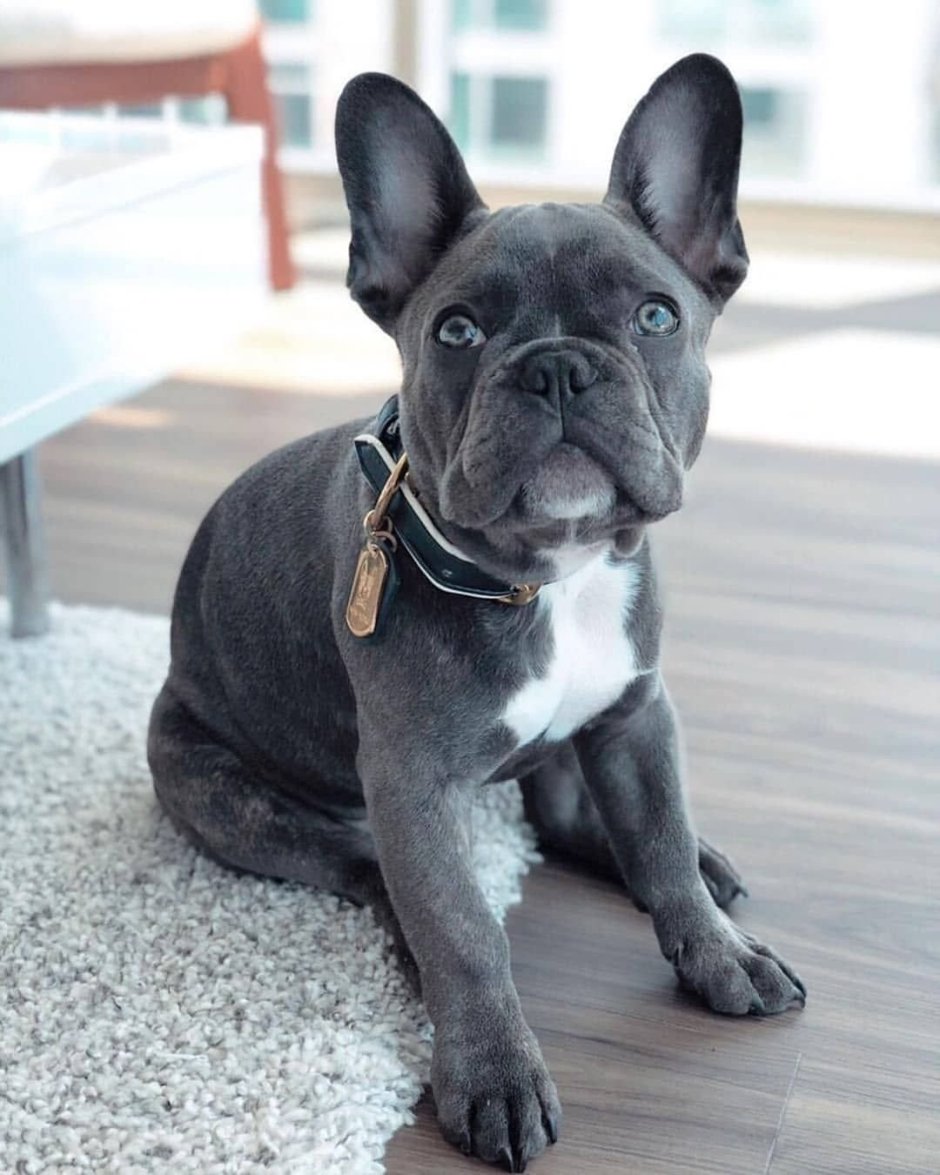 Собака французский бульдог