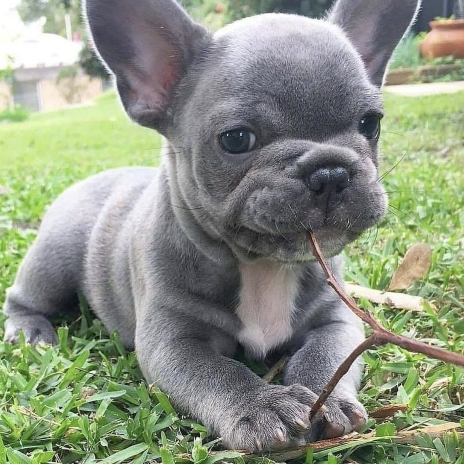 Голубо подпалый французский бульдог
