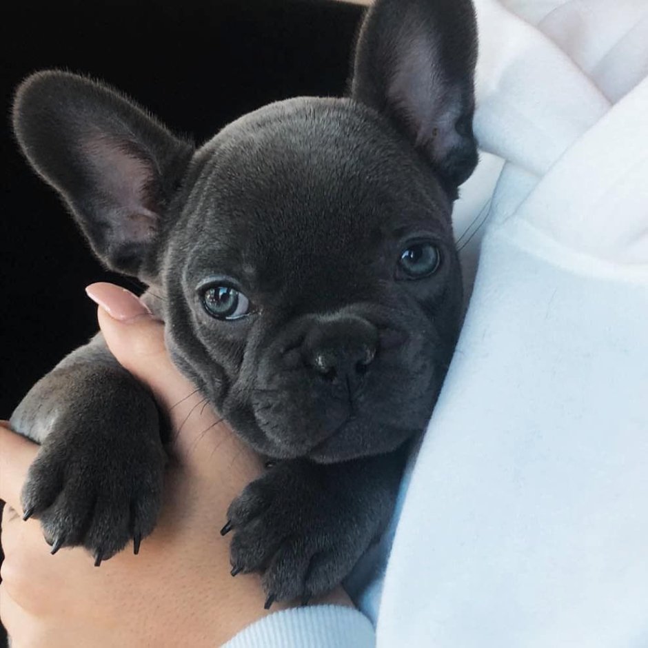 Французский бульдог 7 месяцев