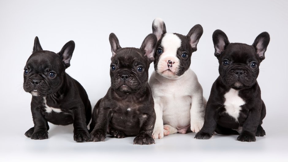 Карликовый французский бульдог взрослый