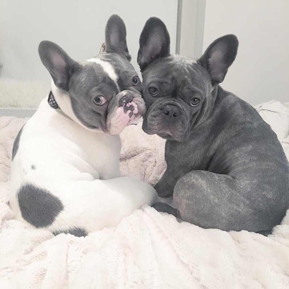 Доберман и французский бульдог