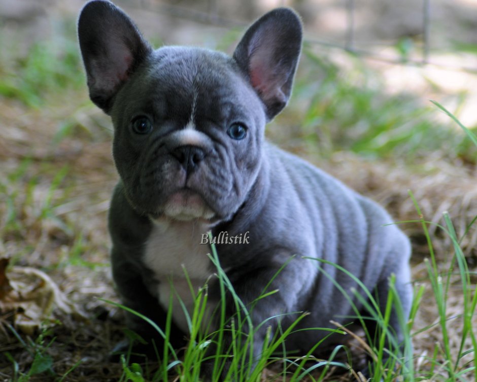 Голубой французский бульдог фото на обои