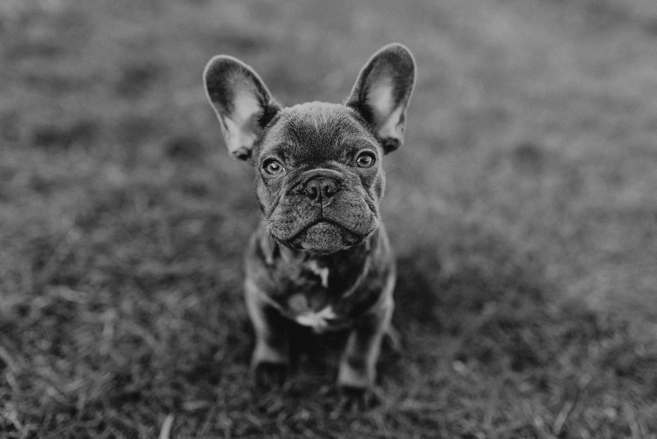 Французский бульдог черный щенок