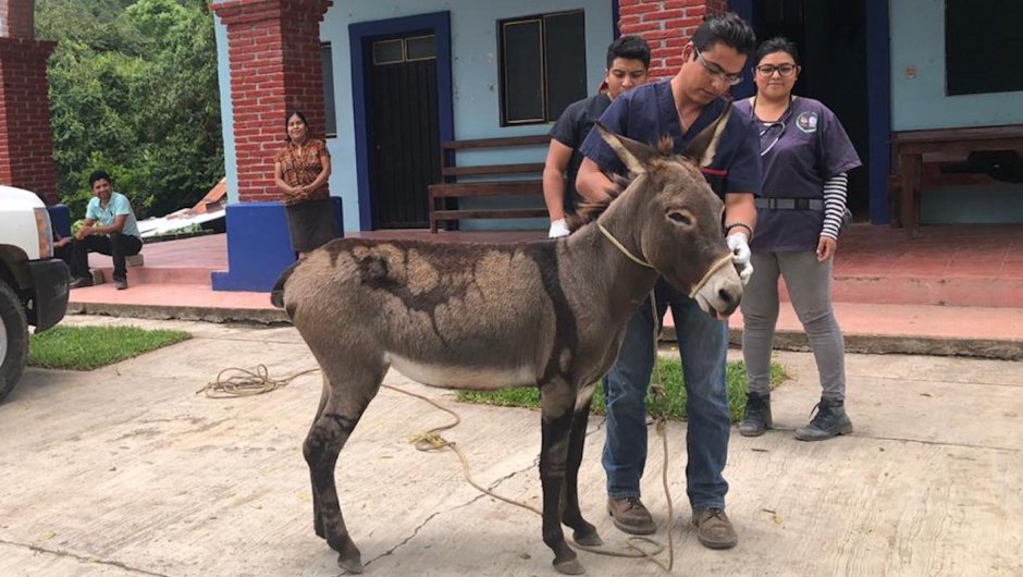 Donkey show in Mexico