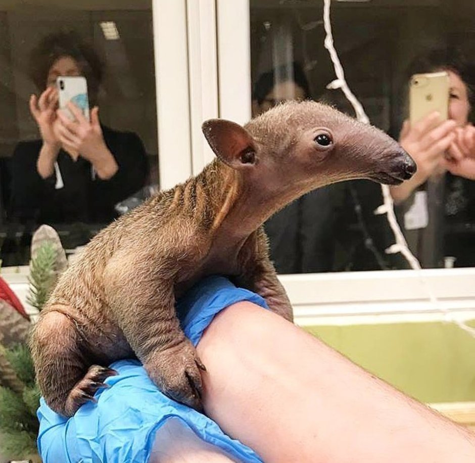 Anteater t posing