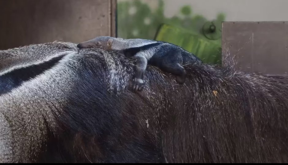 After a great Anteater