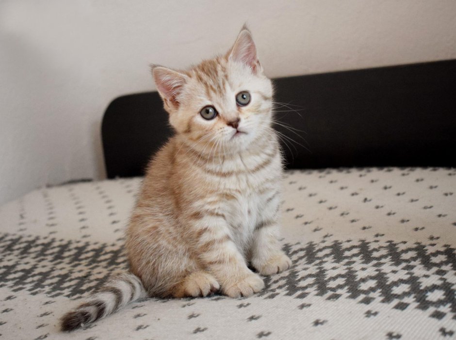 Британский кот вискас вискас