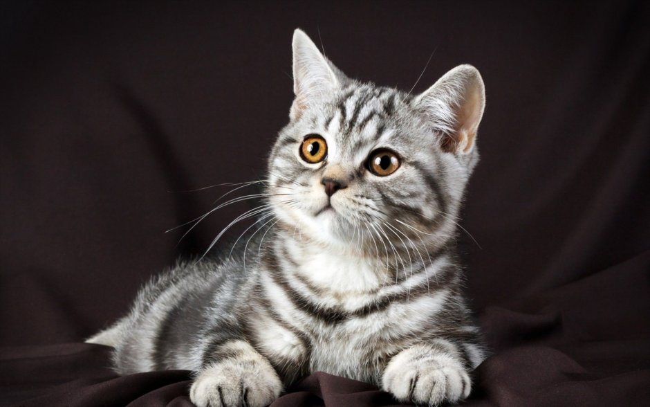 Шотландский скотишройт