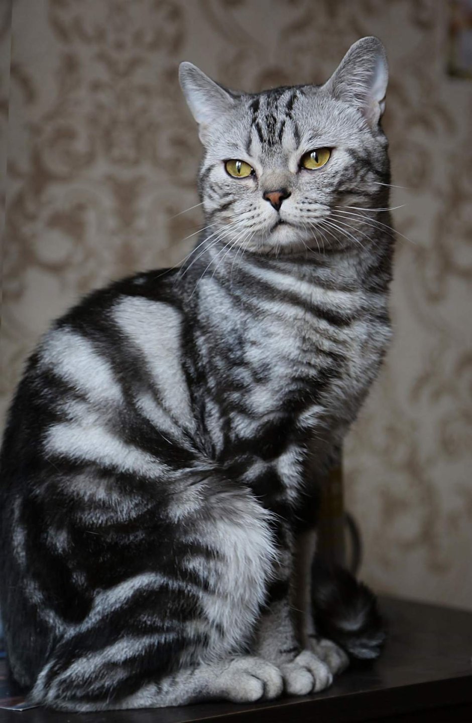Кошка Scottish straight