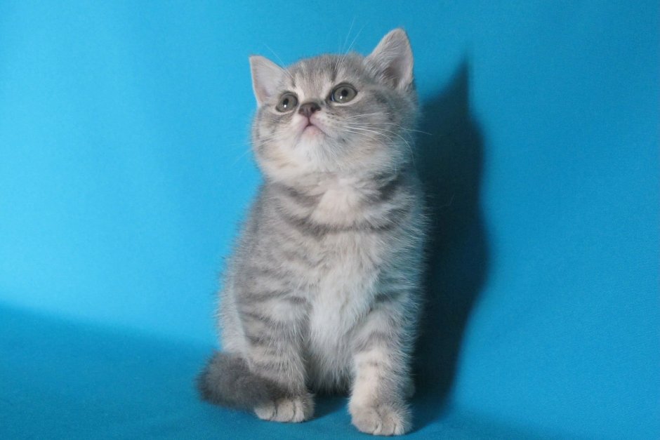 Шотландский скоттиш страйт серый