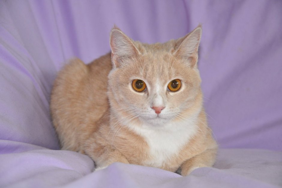 Скоттиш страйт кот рыжий