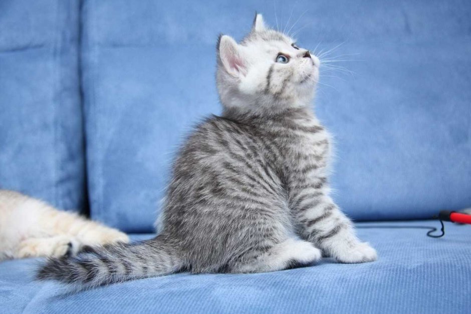 Кот метис фото