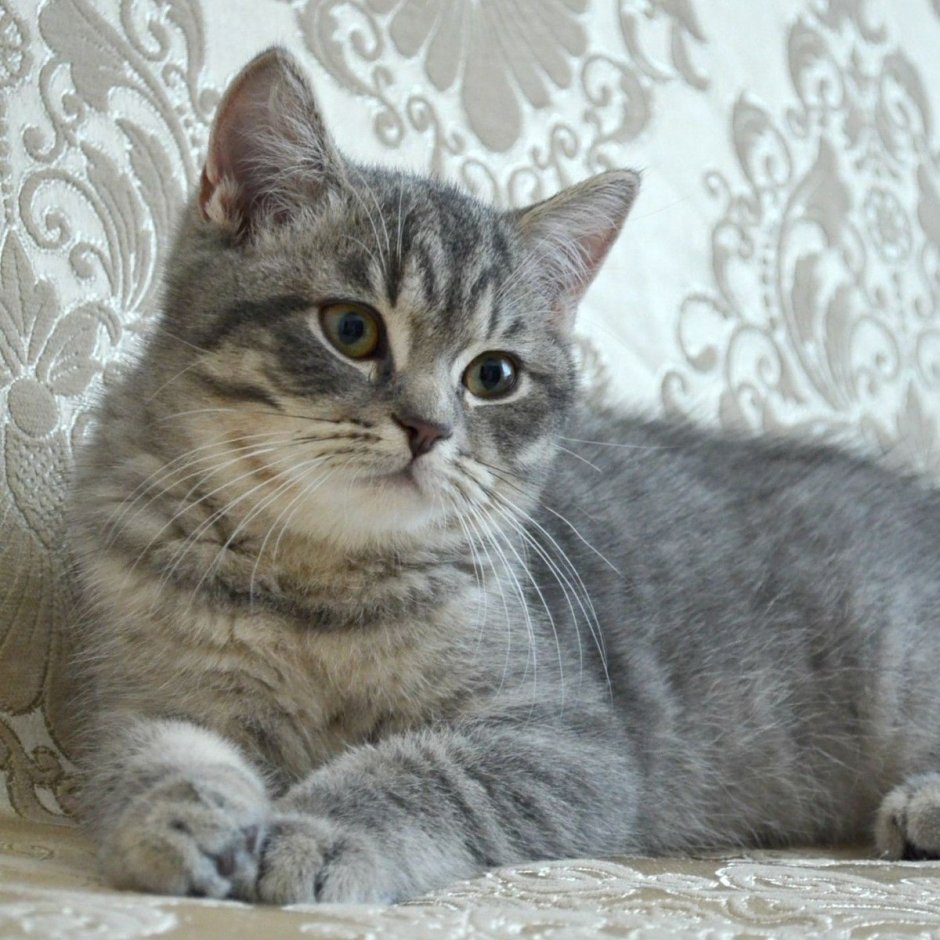 Британские котята окрас табби